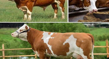 Popis a charakteristika plemene simentálský skot a chov krav